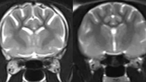 University of Edinburgh Black and white MRI scans of two cat brains. The one on the left has light areas which show brain loss, while the one on the right from a normal cat does not have the same light areas.